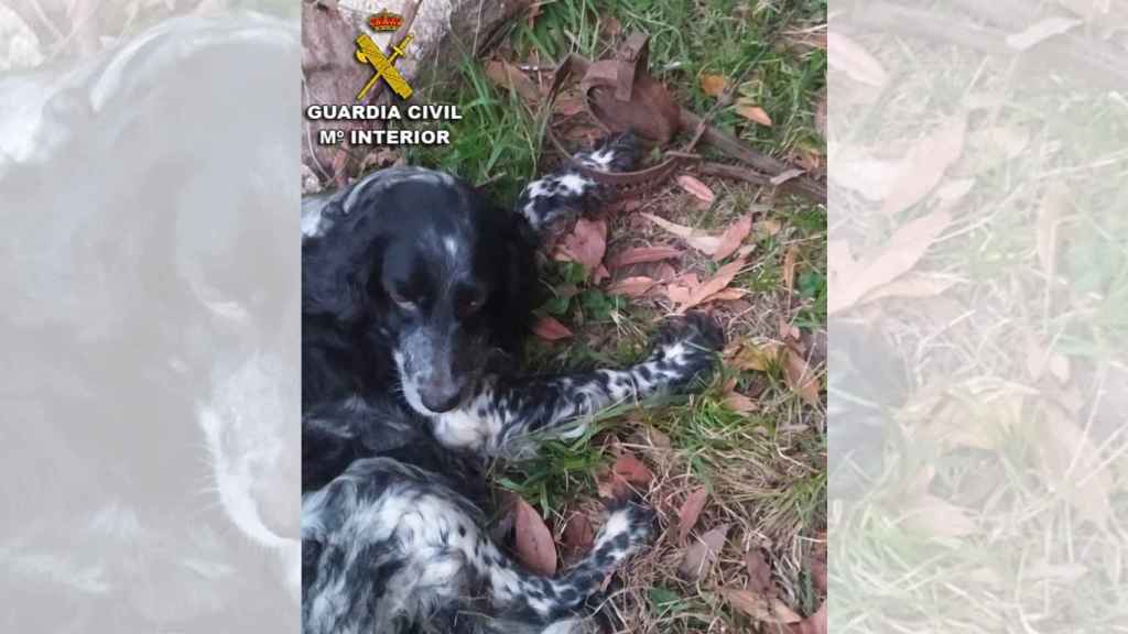 Perro atrapado por un cepo en la zona de Baixo Miño (Pontevedra).