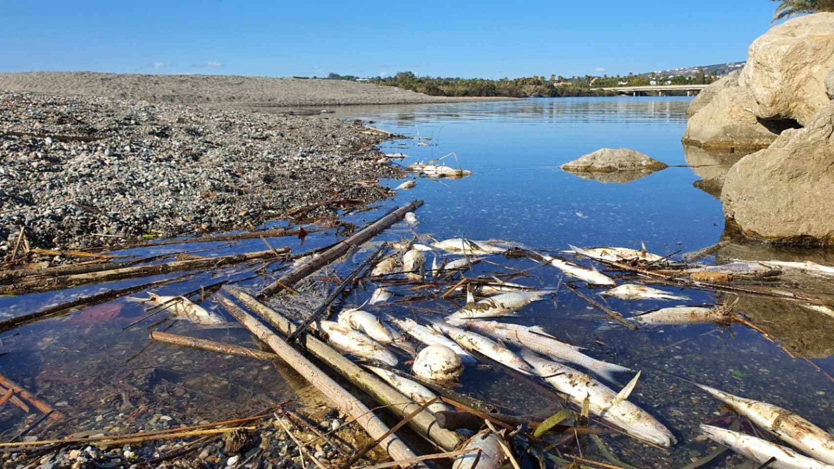 Verdemar Ecologistas en Acción alerta de una gran mortandad de peces en el río Guadiaro, a octubre de 2020.
