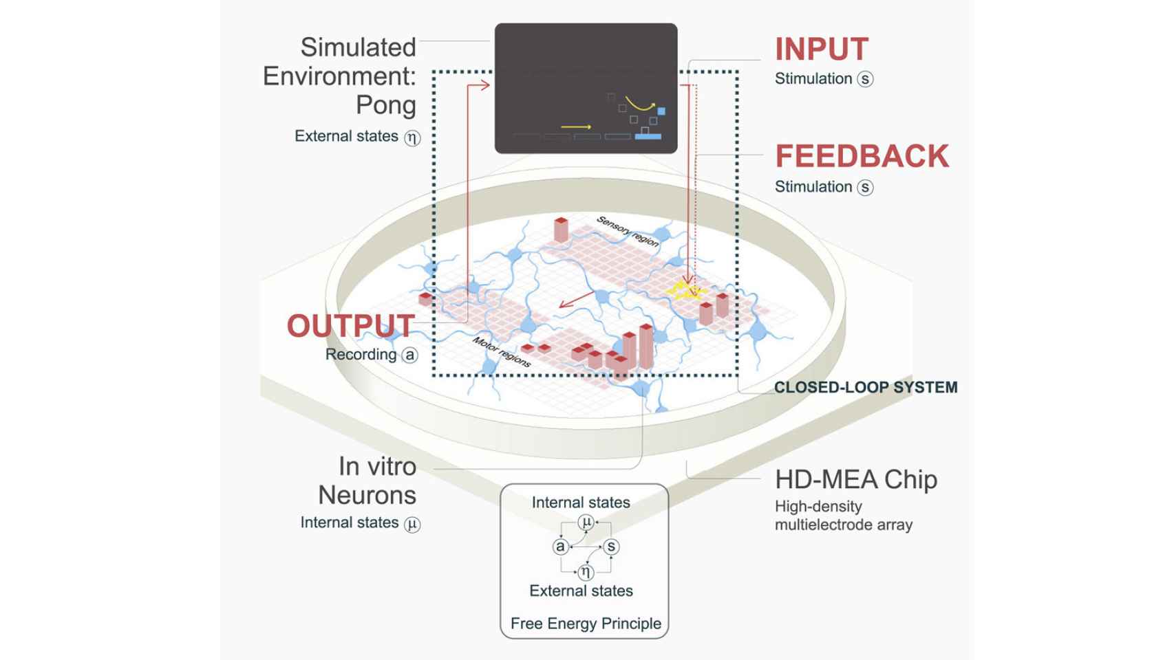 Neuronas jugando al Pong