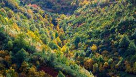 La superficie bajo la certificación forestal FSC en Galicia aumenta en 10.000 hectáreas
