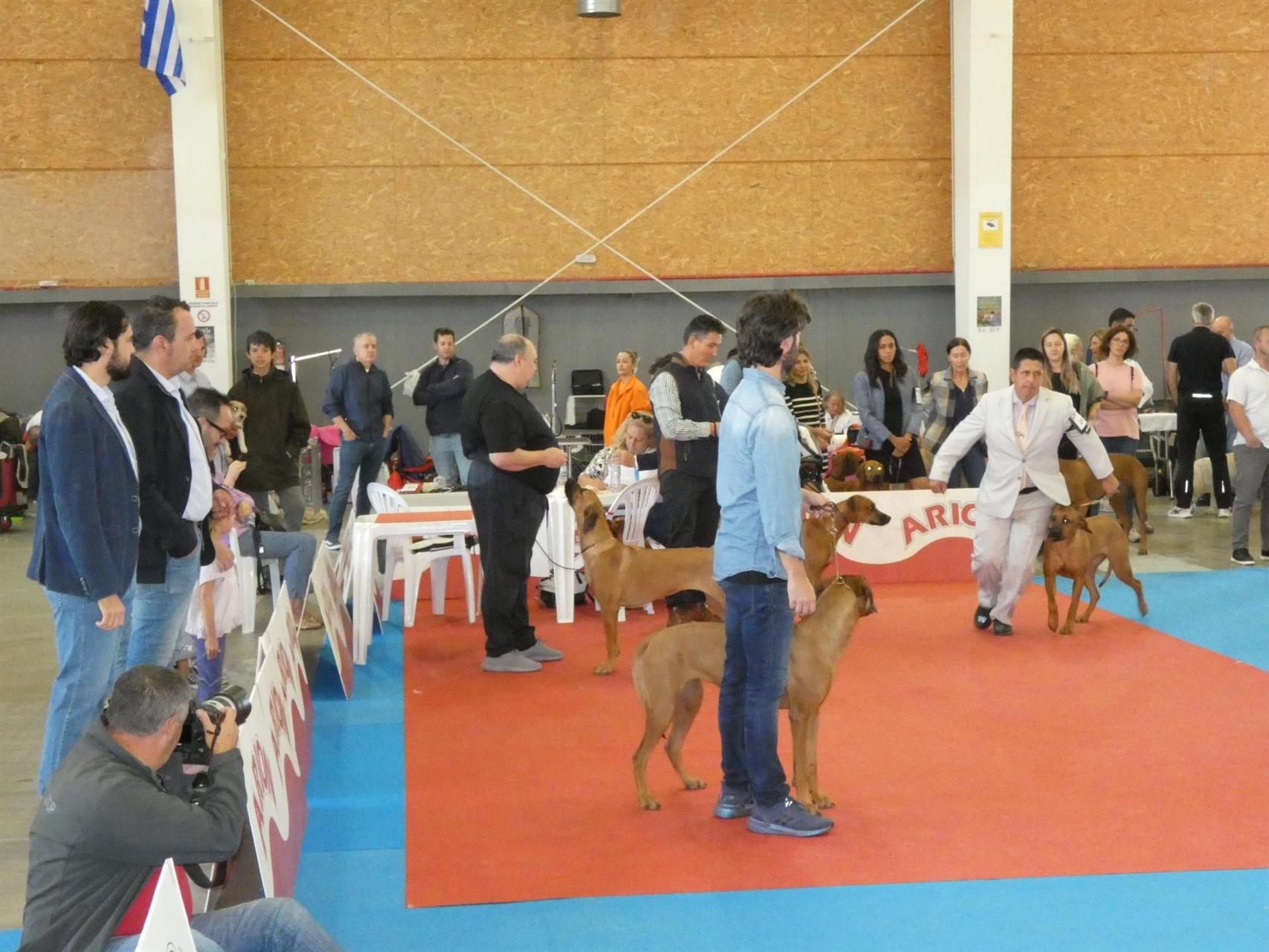 cómo te conviertes en un perro de exposición