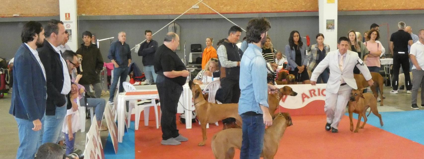 cómo te conviertes en un perro de exposición