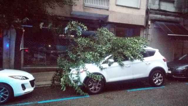 Rama sobre un coche estacionado.