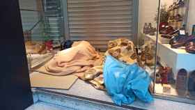 Dos sin techo duermen en el acceso a una tienda del centro de Valladolid