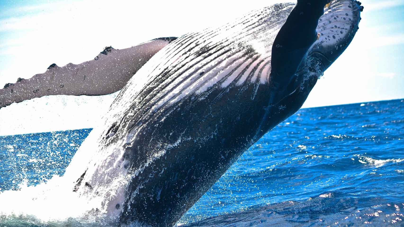 La ballena jorobada es una de las que ha incrementado su población en los últimos años
