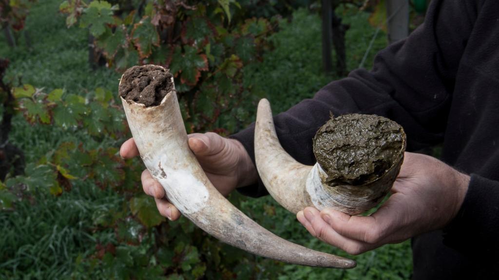 El cuerno de vaca es el preparado biodinámico más peculiar