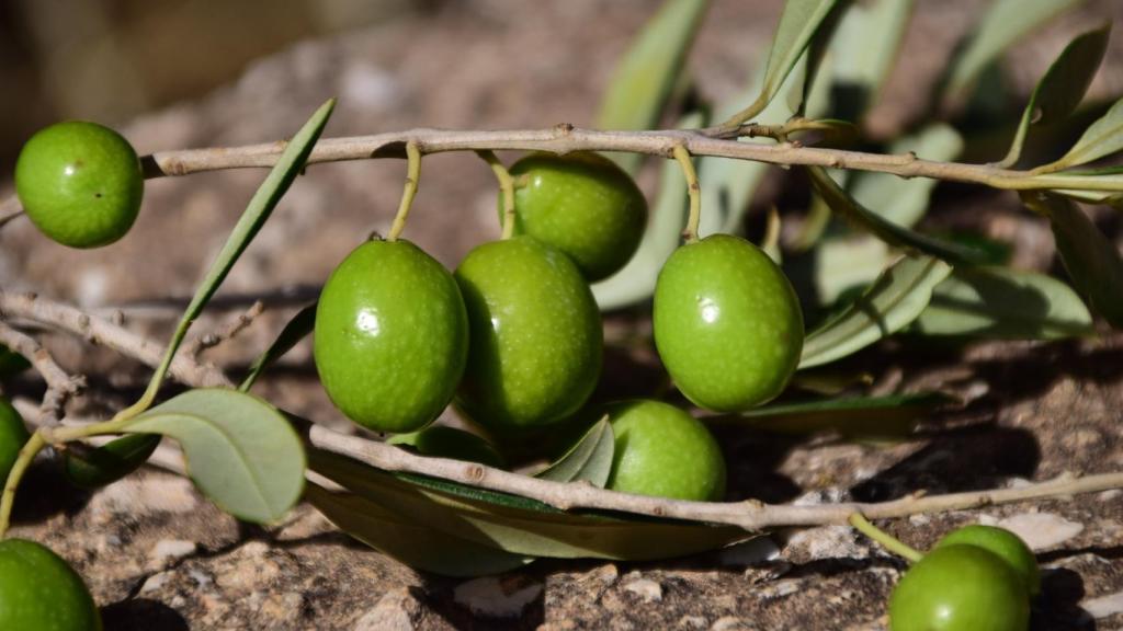 Aceitunas verdes.