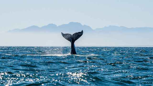 La población de ballenas ha descendido de forma considerable en los dos últimos siglos
