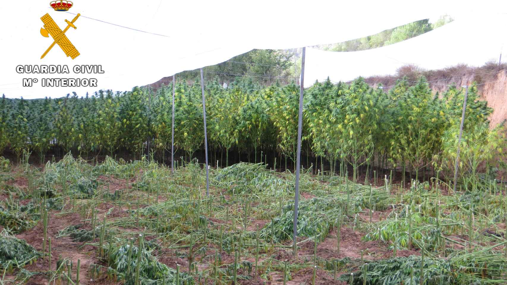 Las plantas de marihuana estaban cubiertas por plásticos.