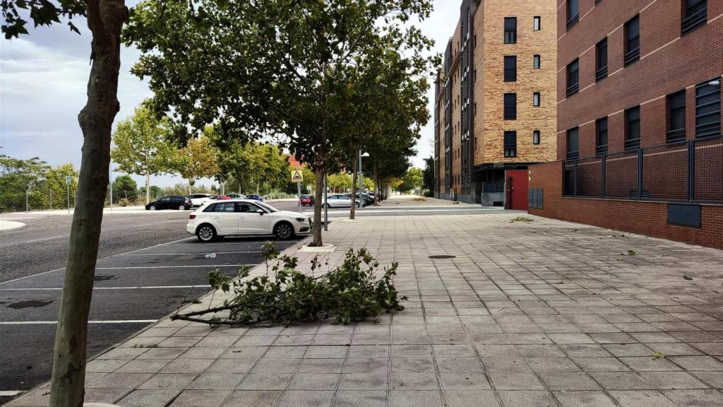 Rama de un árbol arrancada por el viento