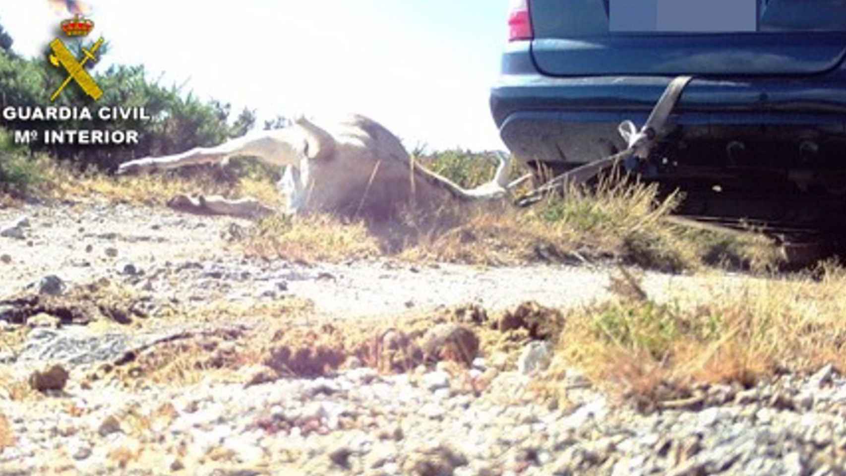 Imagen de la cabra envenenada en A Lama (Pontevedra).