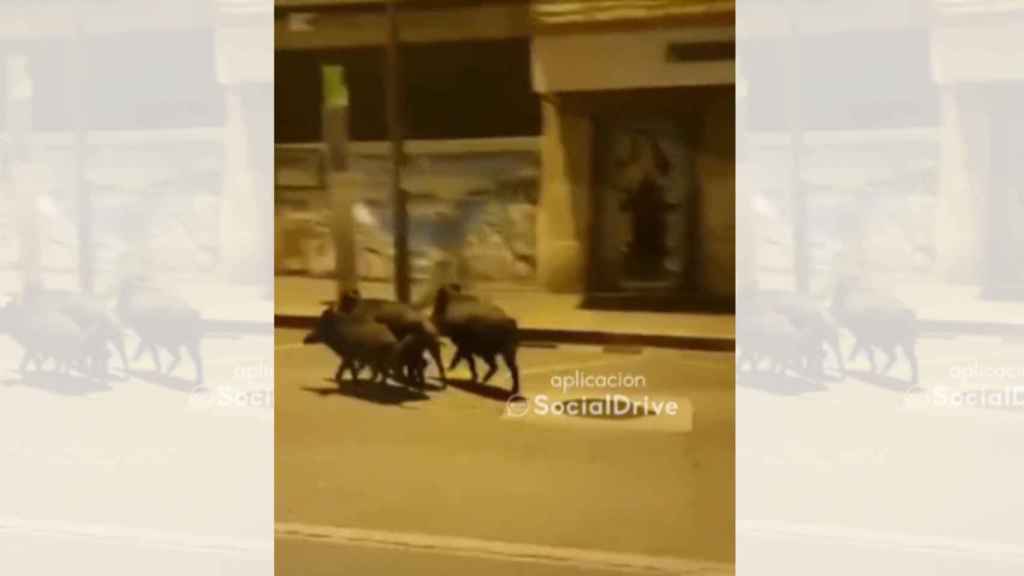 Jabalíes la pasada noche en las calles de Vigo.