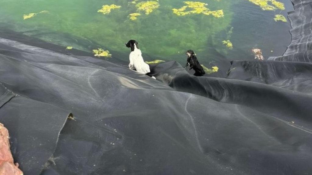 Los dos perros en el interior de la balsa de riego.