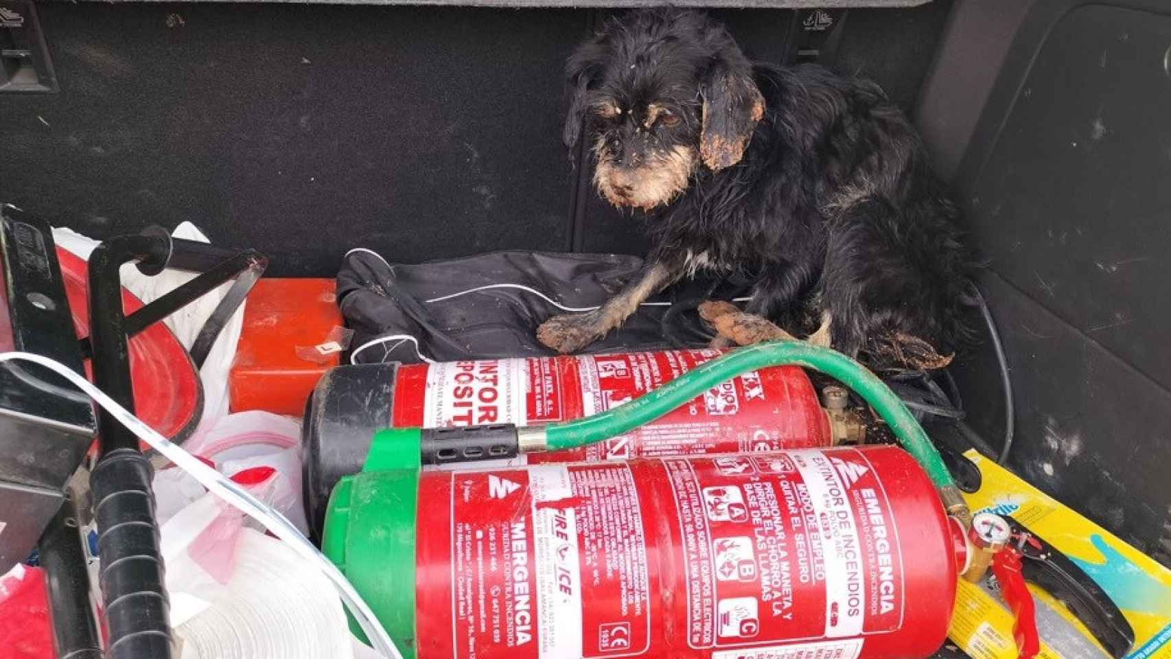 Uno de los perros, en el maletero del coche de la Guardia Civil tras ser rescatado.