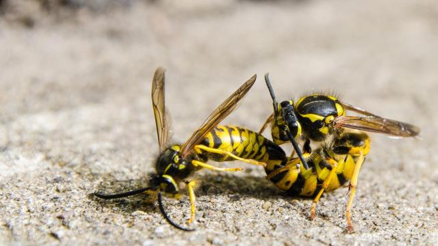 Avispas practicando la cópula