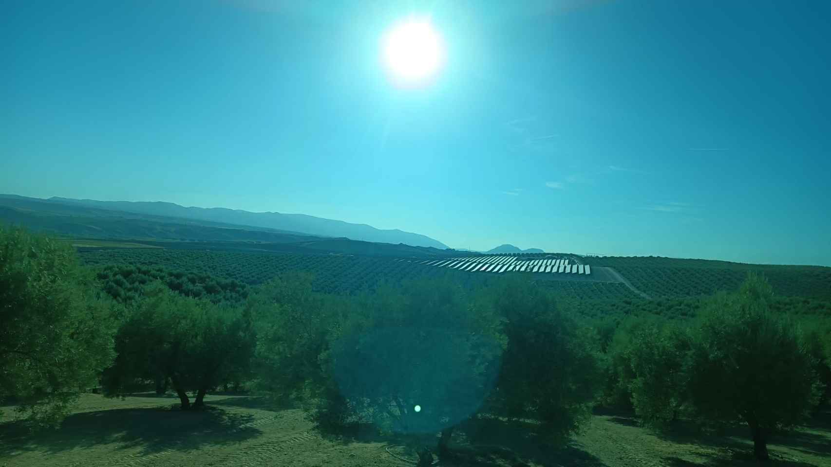 El parque fotovoltaico se encuentra entre un mar de olivos.