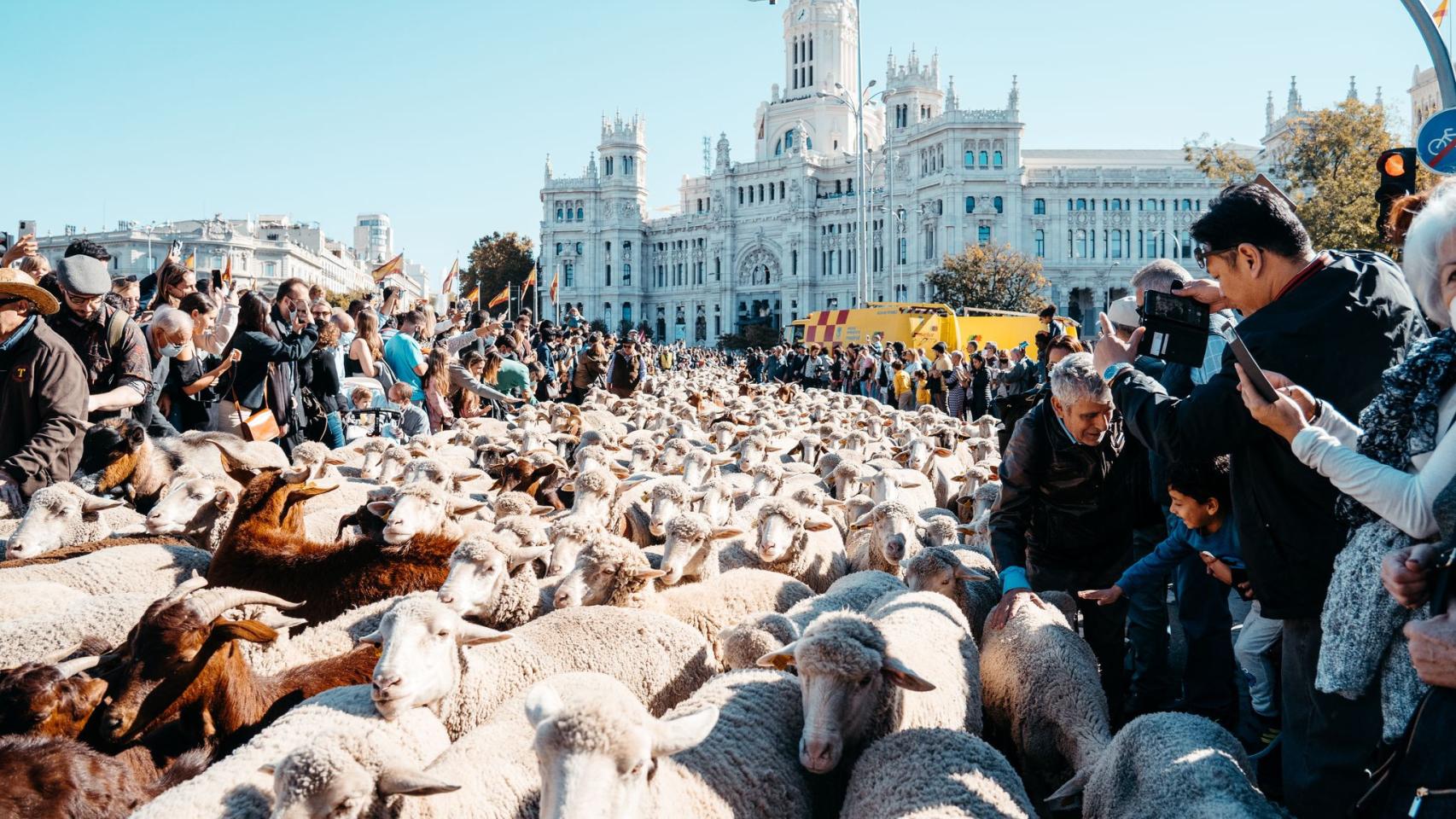 Fiesta de la Trashumancia 2021.