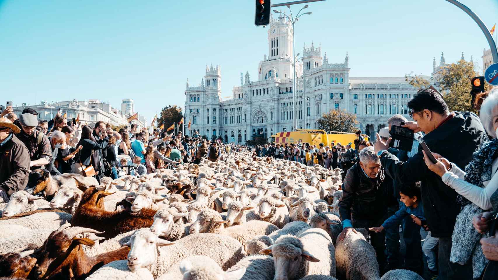 Miles de ovejas frente a la plaza de Cibeles