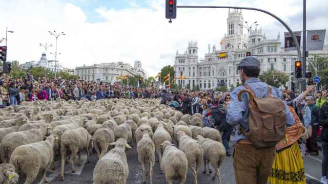 Las ovejas llenarán la Plaza Mayor de Madrid este domingo