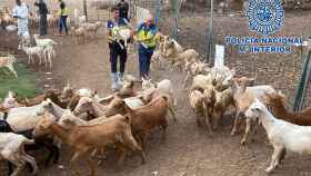 Imagen de una operación de la Policía Nacional contra el robo de 400 cabezas de ganado en la provincia de Málaga.