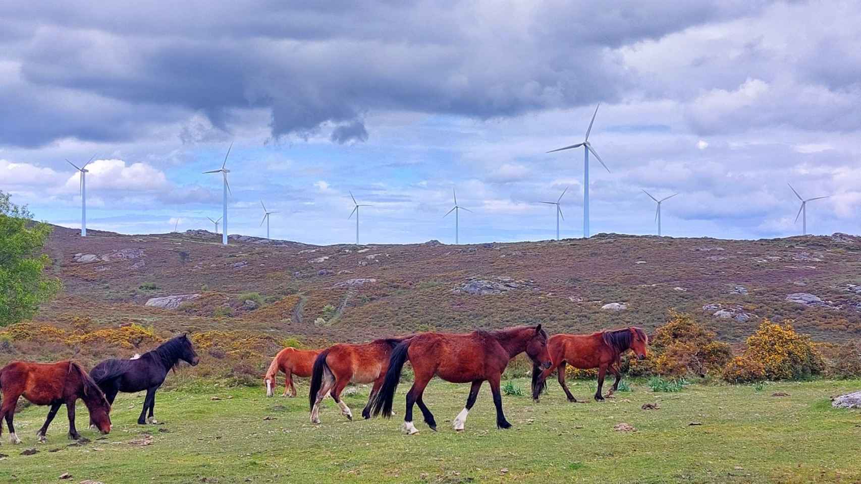 Parque eólico de Forgoselo, en la provincia de A Coruña.
