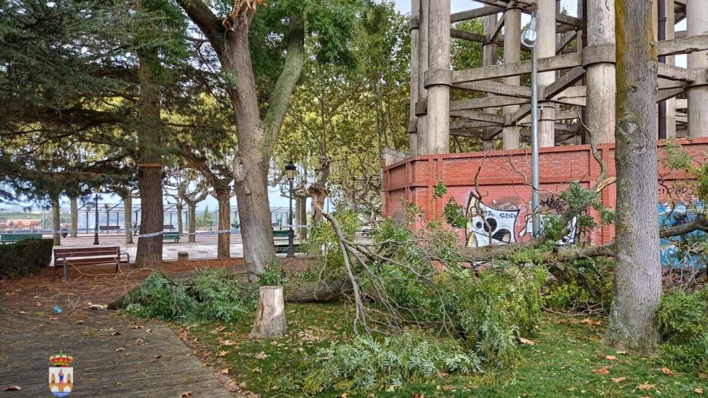 Ramas rotas en Benavente por el viento