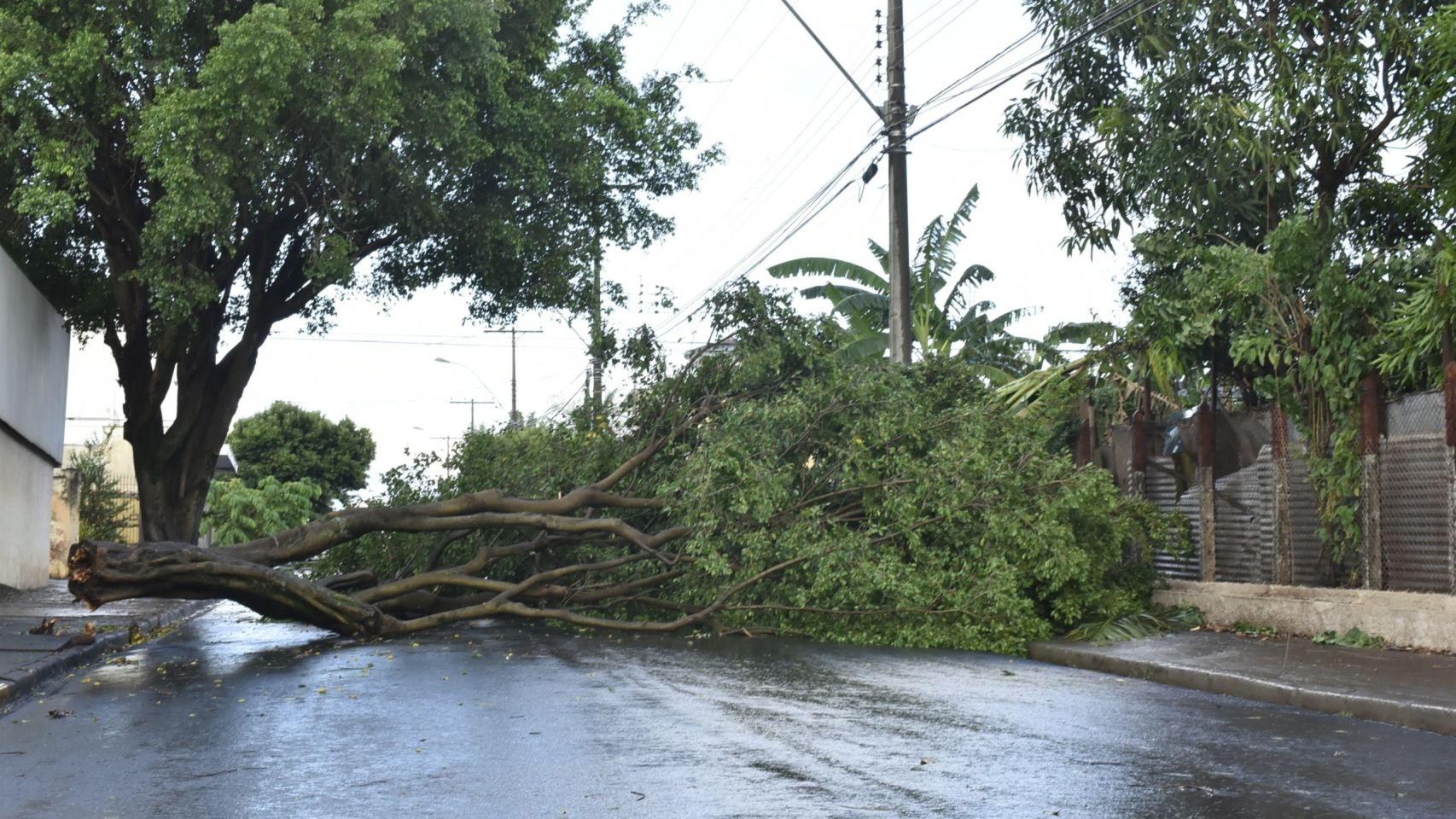 Árbol caído durante un temporal en una imagen de archivo.