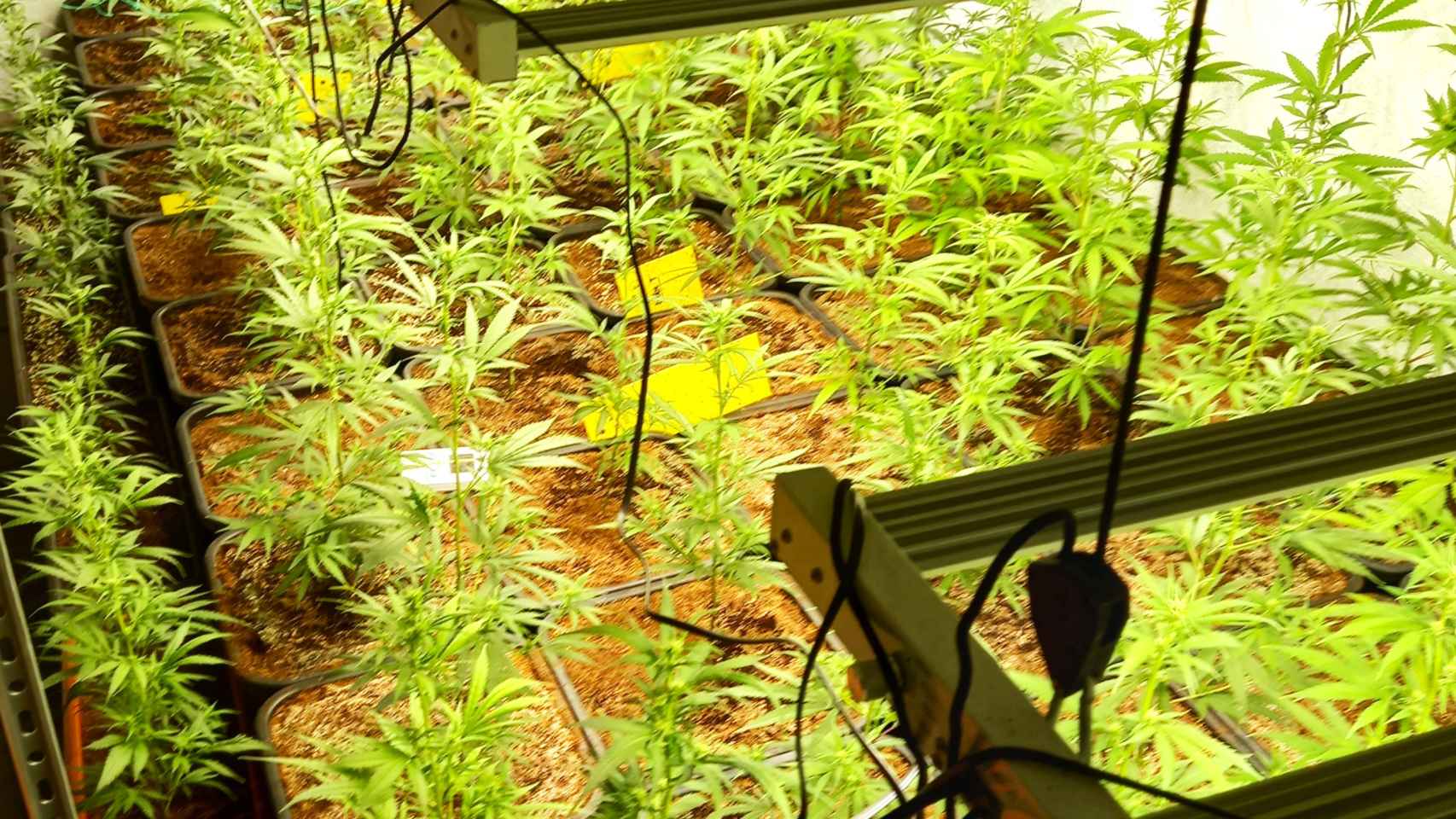 Imagen de archivo de una plantación de marihuana 'indoor' incautada por la Policía Nacional.