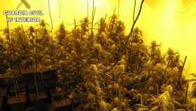 Encuentran 487 plantas de marihuana en una vivienda de Villacañas (Toledo): tres detenidos