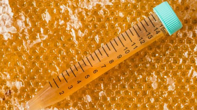 La Xunta impartirá un curso de la calidad de la miel en laboratorio en As Pontes (A Coruña)