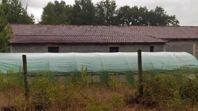 Localizada plantación de marihuana en Amoeiro (Ourense).