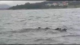 cuatro jabalíes nadando en la ría de Muros Noia