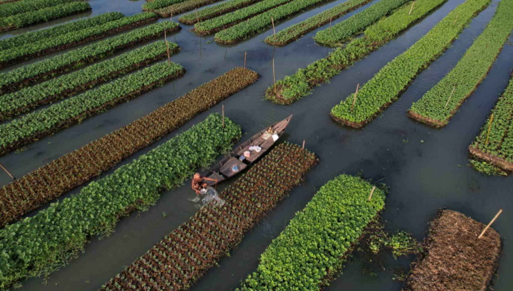 Cultivos inundados en Bangladesh por el cambio climático.