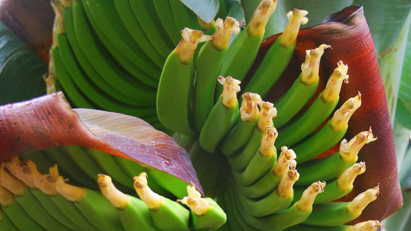 Plátano verde de Canarias.