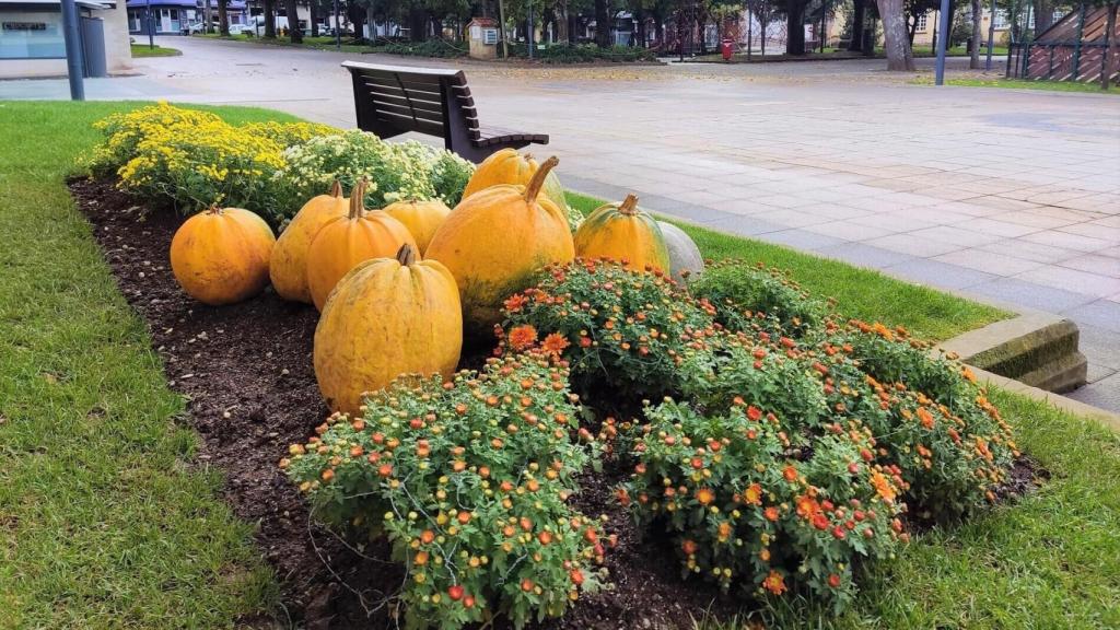 Las calabazas regresan a Carballo (A Coruña).