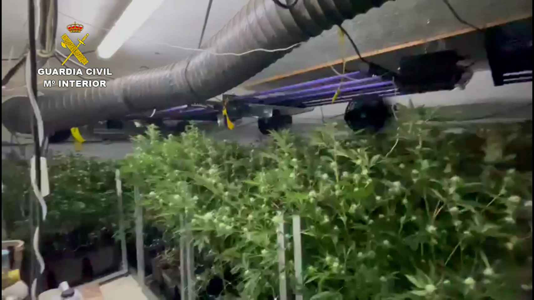 Plantación de marihuana incautada por los agentes.