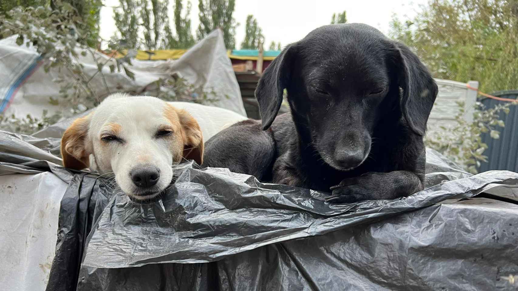 Animales refugiados en la perrera de Oleshki.