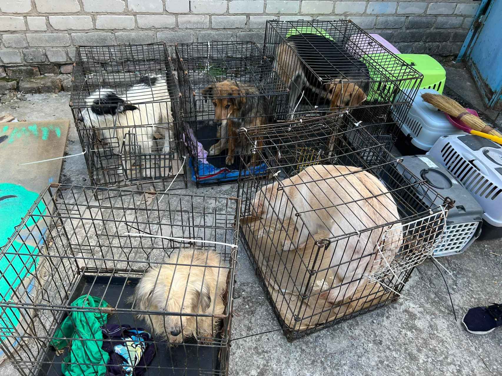 Treinta y dos perros han conseguido ser repatriados a Bélgica.