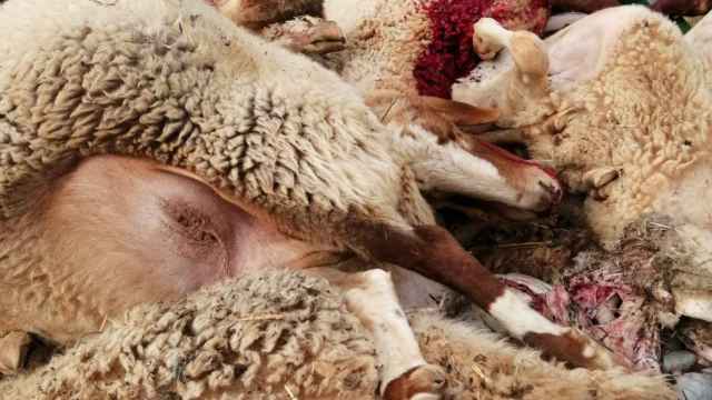 Ovejas muertas tras un ataque de lobos en Zamora