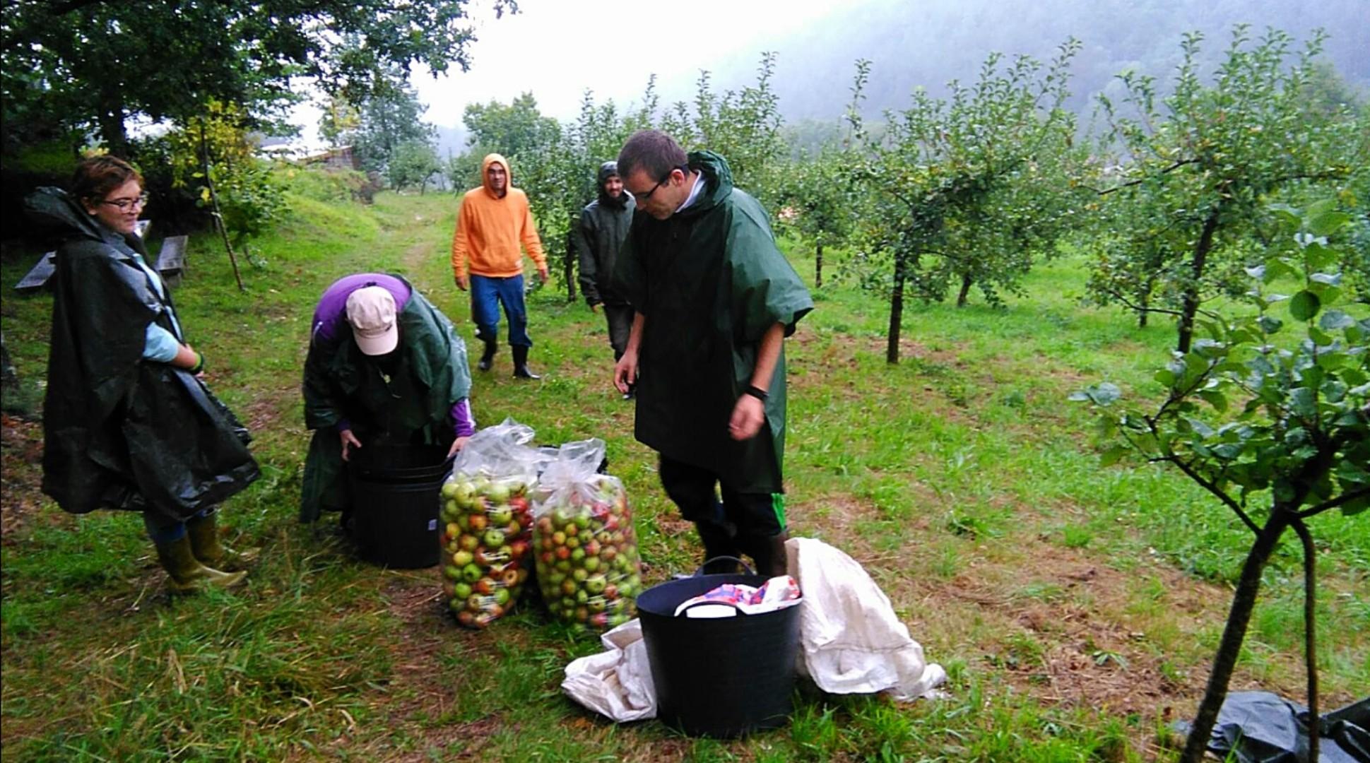 Usuarios de Andaina recogiendo las manzanas para usar en los zumos