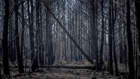 Vista del bosque afectado por las llamas en Bejís, en imagen de archivo.