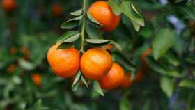 Imagen de archivo de unas mandarinas.