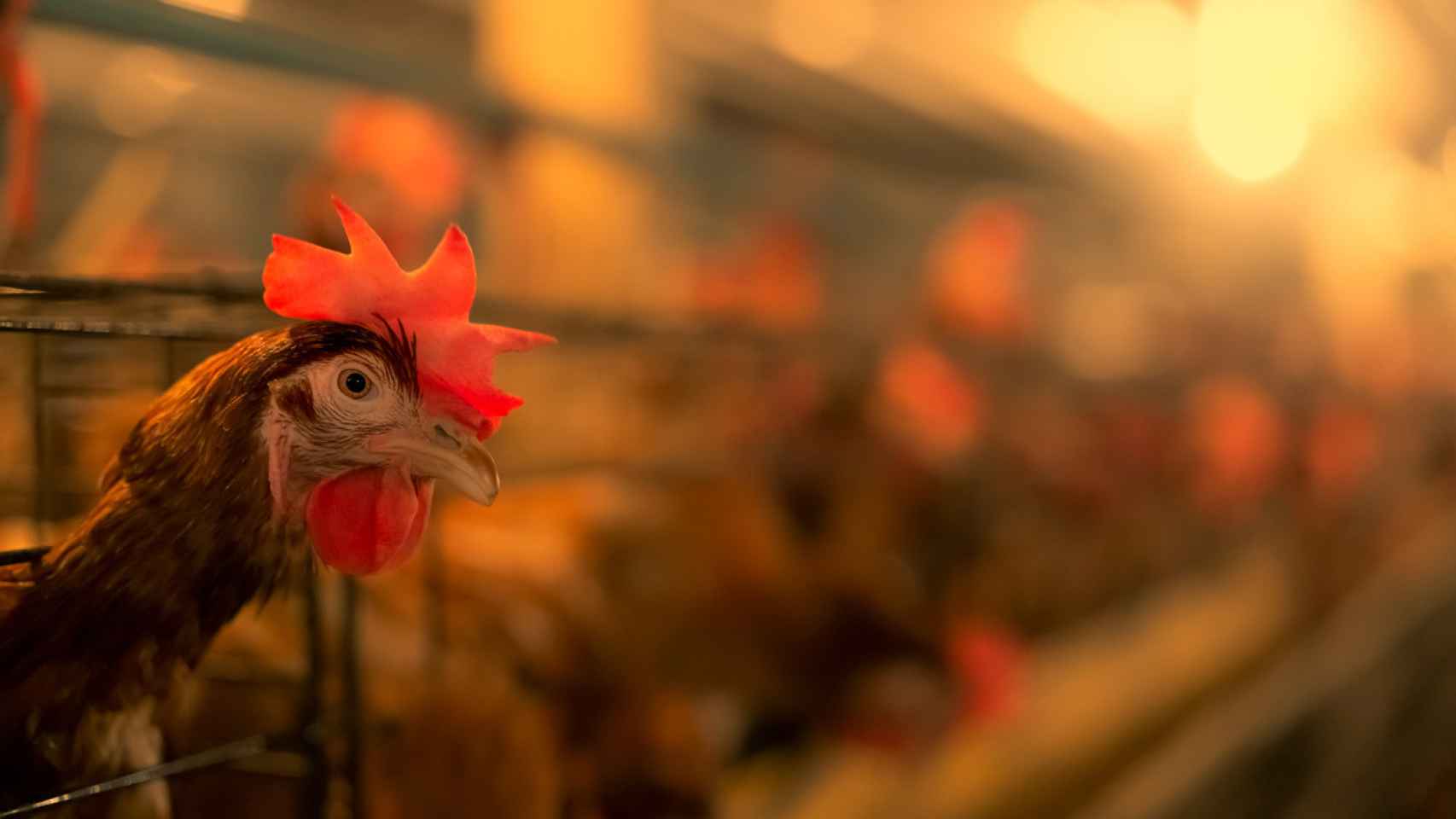 Una gallina ponedora encerrada en una jaula en una explotación de cría intensiva.