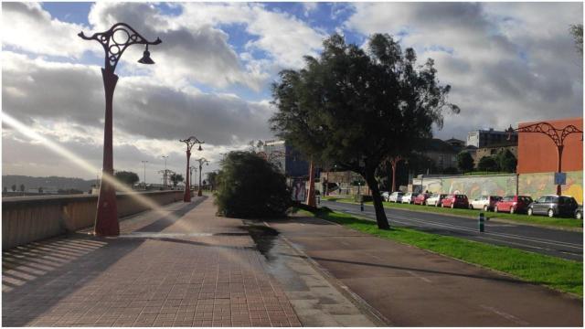 Árbol caído en el Paseo Marítimo de A Coruña.