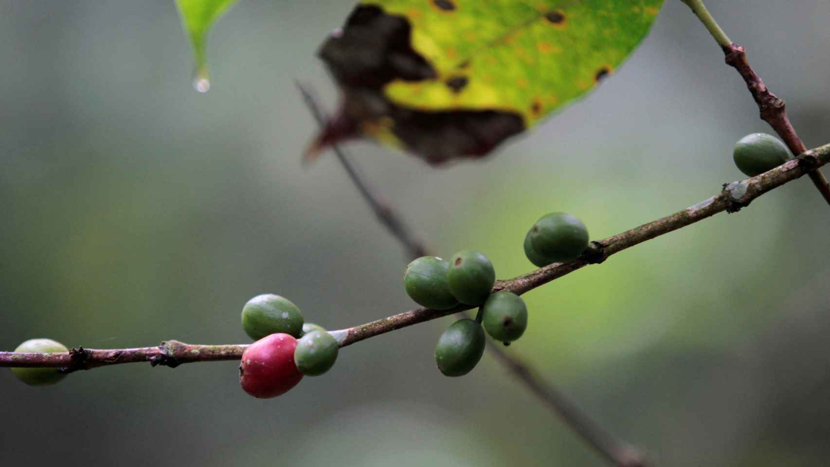 Una planta de café con granos de café y hojas infectadas con Roya