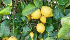 Imagen de archivo de limones.