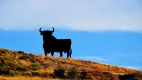 ¿Dónde están los toros de Osborne?