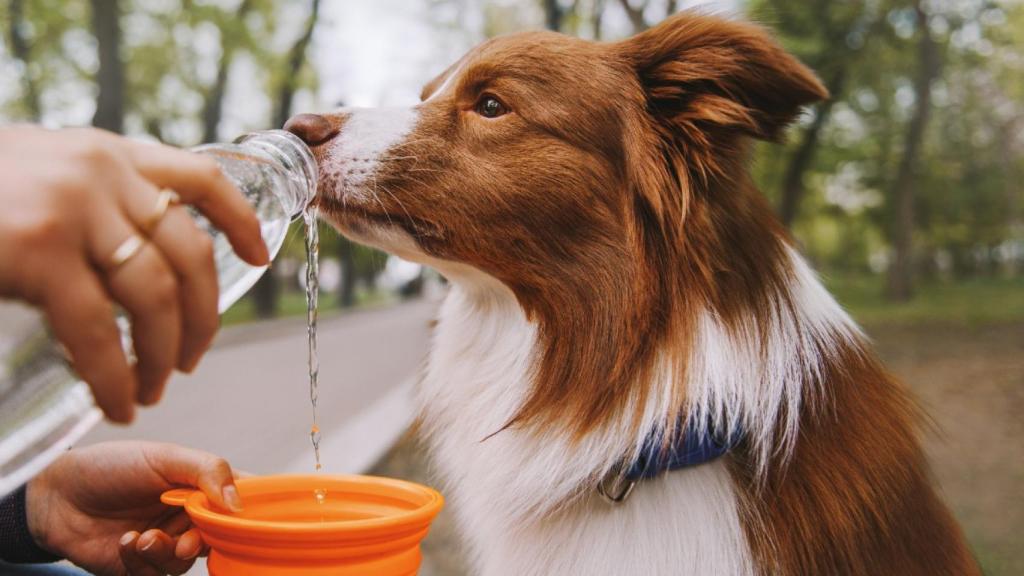 Bebederos portátiles para perros