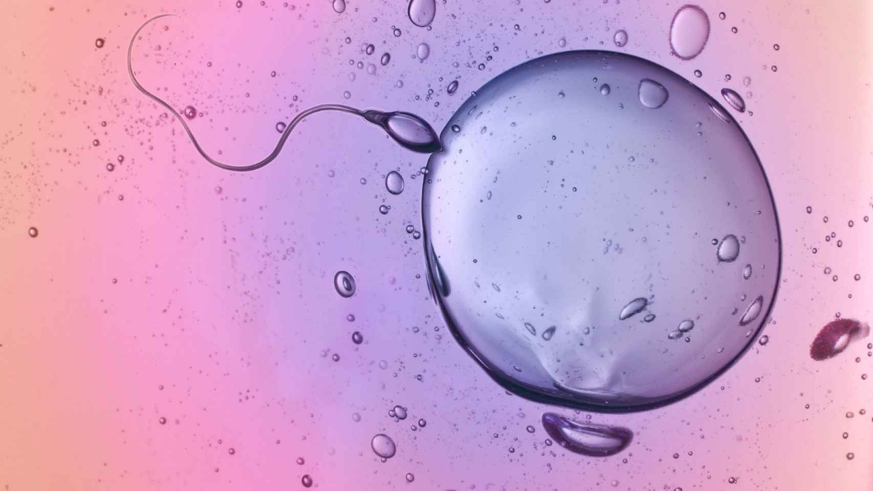 Representación de un espermatozoide y un óvulo.