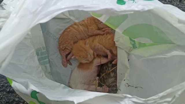 Cachorros de gato abandonados en una bolsa.